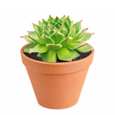 2 inch Sempervivum Lime Frost succulent live plant for sale, Sempervivum Lime Frost succulent live plant, compact rosette succulent variety
