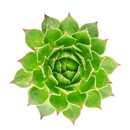2 inch Sempervivum Lime Frost succulent live plant for sale, Sempervivum Lime Frost succulent live plant, compact rosette succulent variety