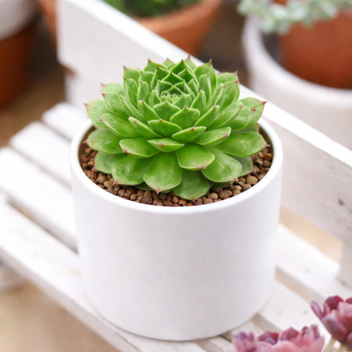 2 inch sempervivum lime frost live succulent plant for sale, hens and chicks lime frost variety for rock gardens, sempervivum lime frost lime green rosette succulent