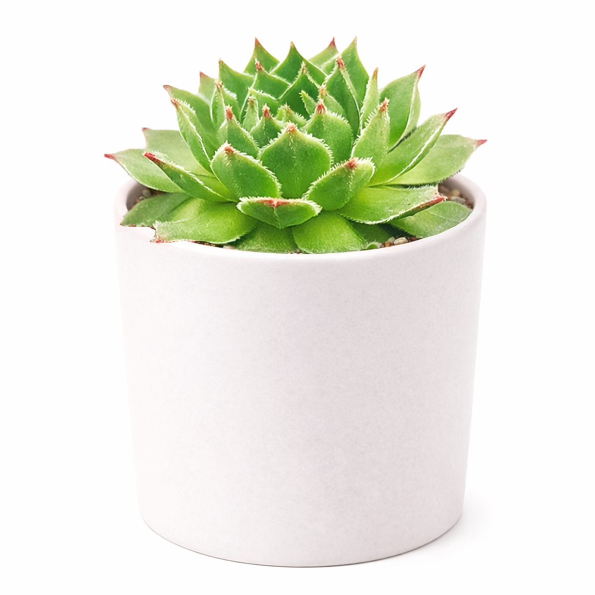 buy 2 inch sempervivum lime frost hens and chicks online, sempervivum lime frost cold hardy alpine succulent, hens and chicks lime frost for outdoor garden beds