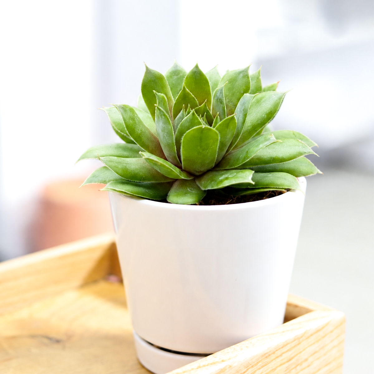 Buy Sempervivum 'Loved' live plant online. This charming hens and chicks succulent forms compact rosettes with colorful foliage that deepens in bright sunlight. Easy to care for, it thrives in full sun, well-draining soil, and requires very little watering.