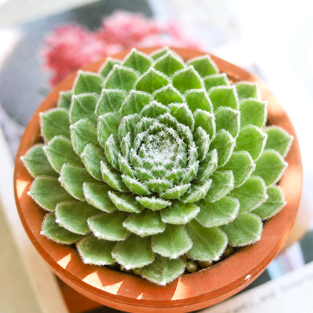 Sempervivum 'Pleased' live plant for sale. This beautiful hens and chicks succulent forms compact rosettes with colorful foliage that becomes more vibrant in bright sunlight. Easy to care for, it thrives in full sun, well-draining soil, and requires minimal watering.
