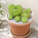 buy sempervivum poco loco live succulent 2 inch online, bright green pinwheel rosette red purple tipped leaves clustering form, architectural display, beginner gift