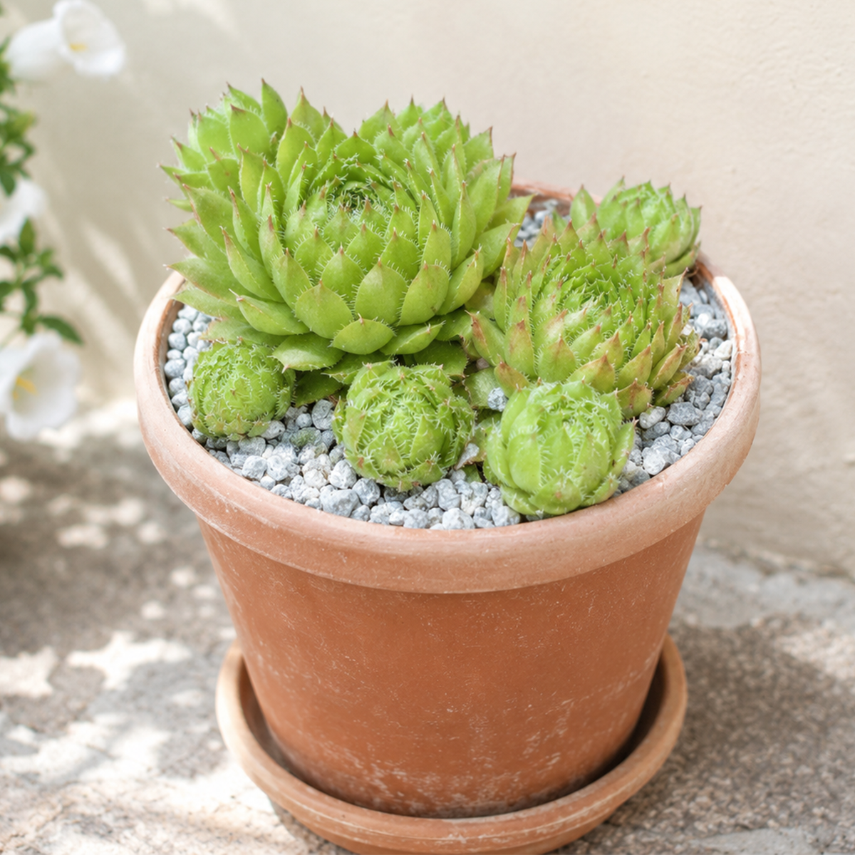 sempervivum poco loco live succulent 2 inch for sale, compact sempervivum rosette, green succulent with twisted foliage, drought tolerant succulent for indoor and outdoor gardens, low maintenance succulent plant, decorative potted succulent