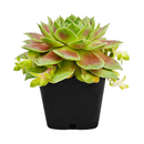 buy Sempervivum Red West 2 inch live plant online, red green rosette succulent, alpine succulent for rock garden, succulent ground cover plant, colorful sempervivum variety