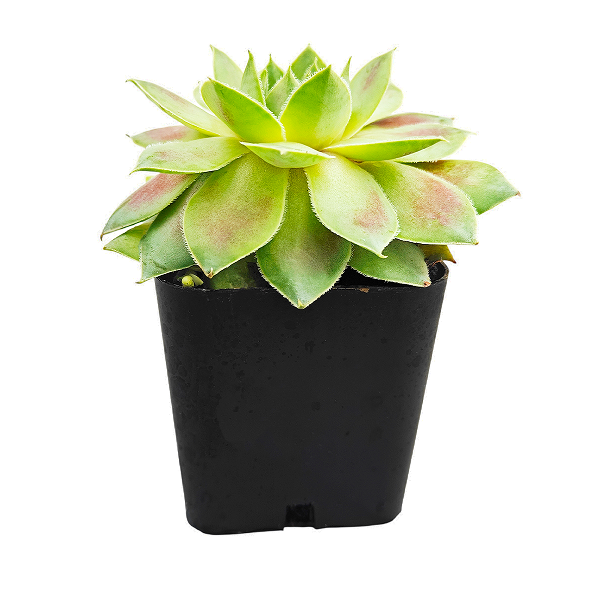 2 inch Sempervivum Red West, buy succulents online, drought-tolerant plants, succulent arrangements, succulent propagation