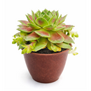 buy Sempervivum Red West 2 inch live plant online, red green rosette succulent, alpine succulent for rock garden, succulent ground cover plant, colorful sempervivum variety