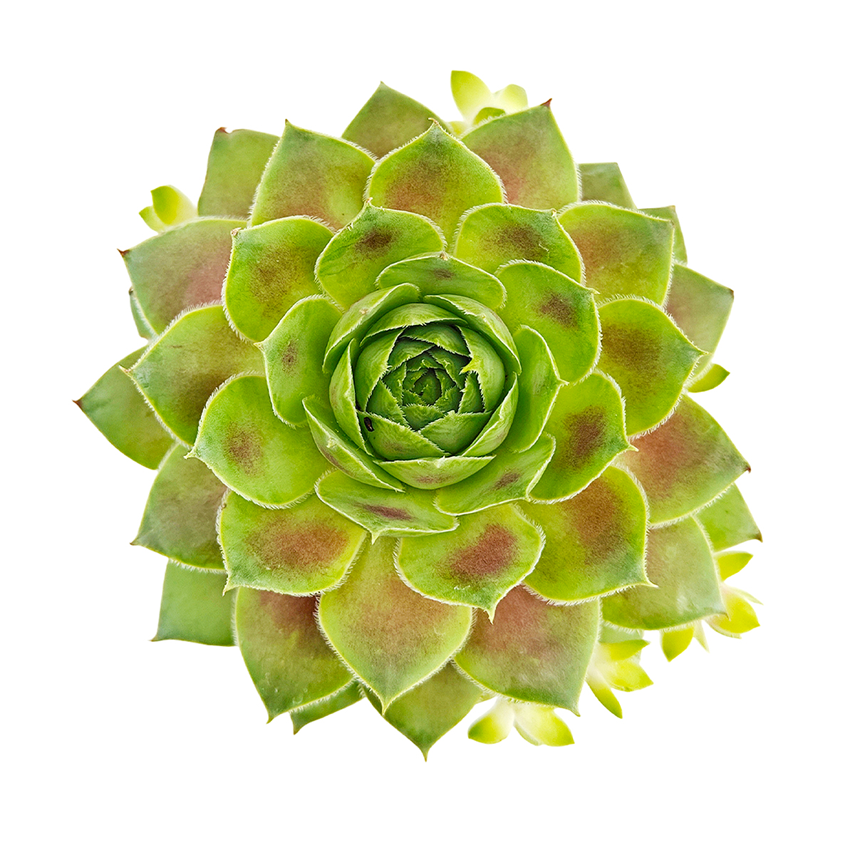 2 inch Sempervivum Red West, buy succulents online, drought-tolerant plants, succulent arrangements, succulent propagation