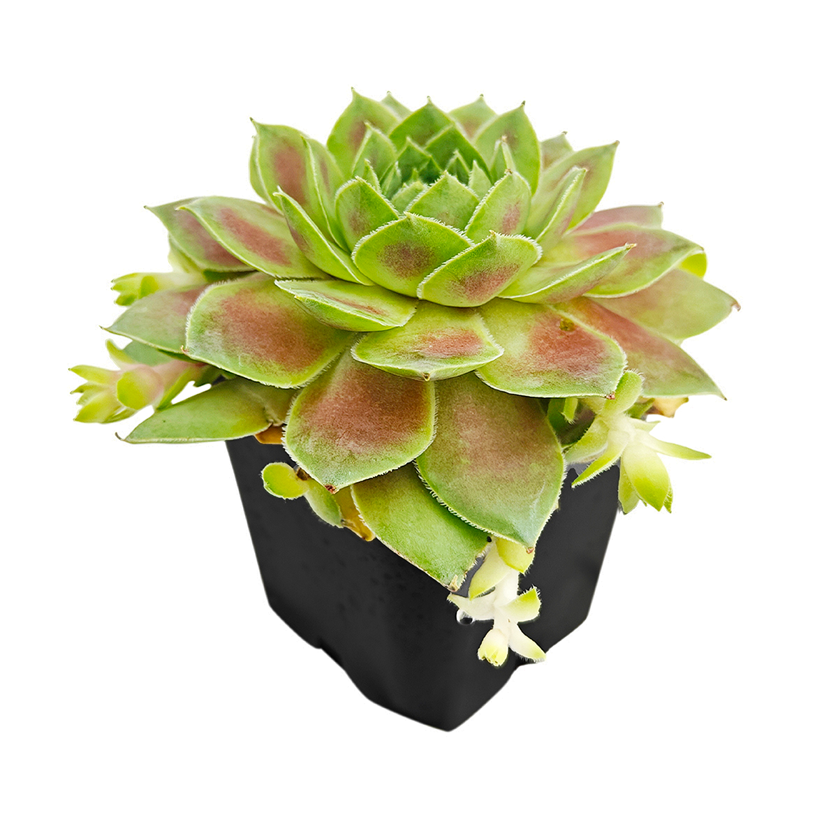 2 inch Sempervivum Red West, buy succulents online, drought-tolerant plants, succulent arrangements, succulent propagation