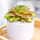 buy Sempervivum Red West 2 inch live plant online, red green rosette succulent, alpine succulent for rock garden, succulent ground cover plant, colorful sempervivum variety