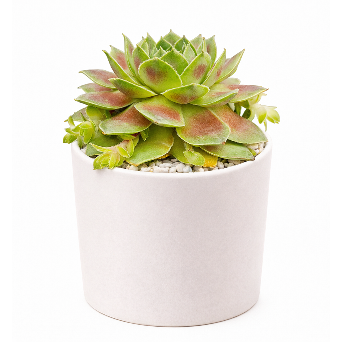 2 inch Sempervivum Red West for sale, cold hardy sempervivum, mountain houseleek succulent, drought tolerant succulent plant