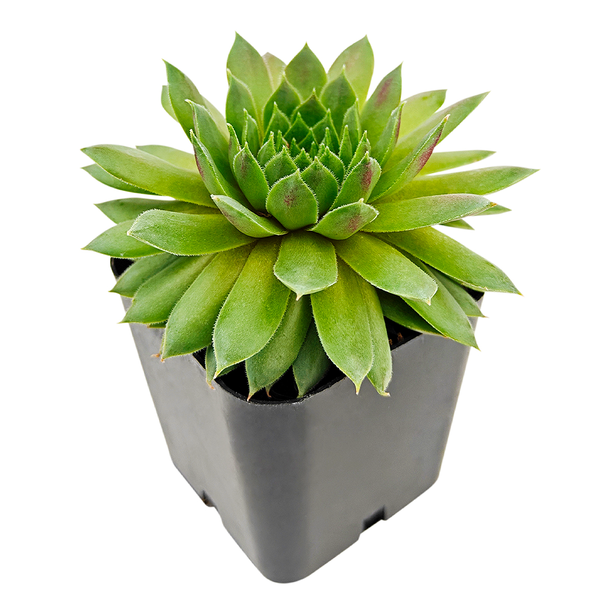 buy sempervivum red wings live succulent 2 inch online, striking deep red and maroon leaf coloration with waxy protective coating, slow-growing hen and chicks variety with clustered offset formation, drought resilient and requires infrequent watering, excellent for container combinations and mixed plantings, ideal alpine garden accent plant, distinctive succulent gift for plant enthusiasts