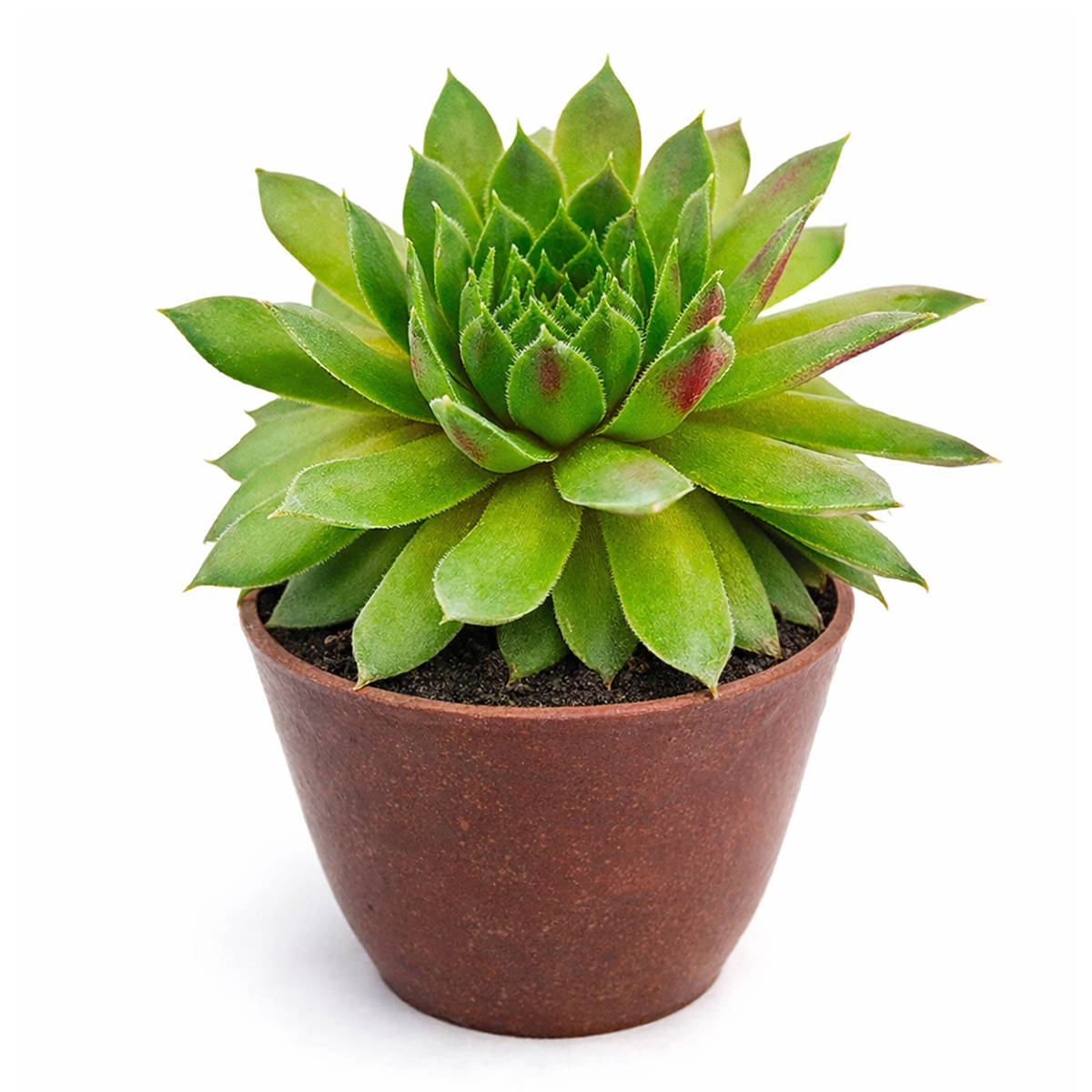 buy sempervivum red wings live succulent 2 inch online, velvety deep red foliage with subtle purple undertones throughout, ultra-compact rosette formation ideal for tight spaces and small containers, extreme heat and cold tolerance requires no winter protection, minimal fertilizer needs and adapts to nutrient-poor substrates, stylish succulent terrarium display option, special gift for low-maintenance plant collectors