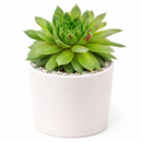 2 inch sempervivum 'red wings' live succulent for sale in plastic pot, vivid cherry-red leaf tips contrasting bright green centers, tight symmetrical rosette form, hair-like fringed leaf edges, easy care cold hardy variety, ideal for modern minimalist desk or patio display, a thoughtful gift for beginner gardeners