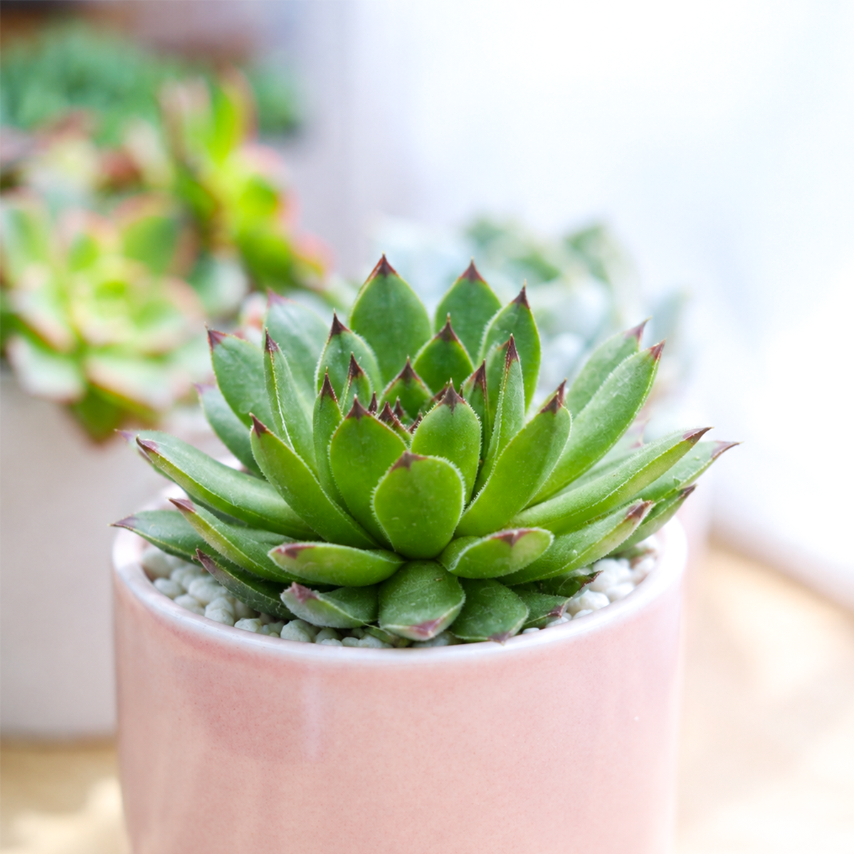Buy Sempervivum 'Relaxed' live plant online. This attractive hens and chicks succulent forms compact rosettes with colorful foliage that intensifies in bright sunlight. Easy to care for, it thrives in full sun, well-draining soil, and requires very little watering.