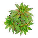 2 inch sempervivum twilight blues live succulent for sale, distinctive twilight-blue foliage with powdery silver coating and purple undertones, monocarpic rosette that blooms and produces numerous offsets, ultra-low maintenance perennial succulent requiring infrequent watering, stunning container plant for rock gardens and alpine displays, perfect heirloom succulent gift for plant propagators