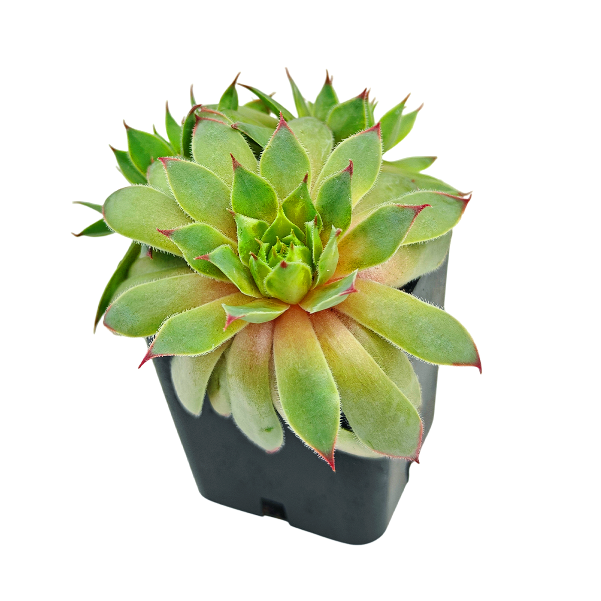 buy sempervivum twilight blues live succulent 2 inch online, blue-grey waxy leaves tinged with purple-mauve undertones, drought-tolerant alpine origin with exceptional hardiness, naturally forms small tight rosettes less than 3 inches diameter, stunning color display intensifies in cooler temperatures, charming tabletop plant display, special succulent gift for alpine plant lovers
