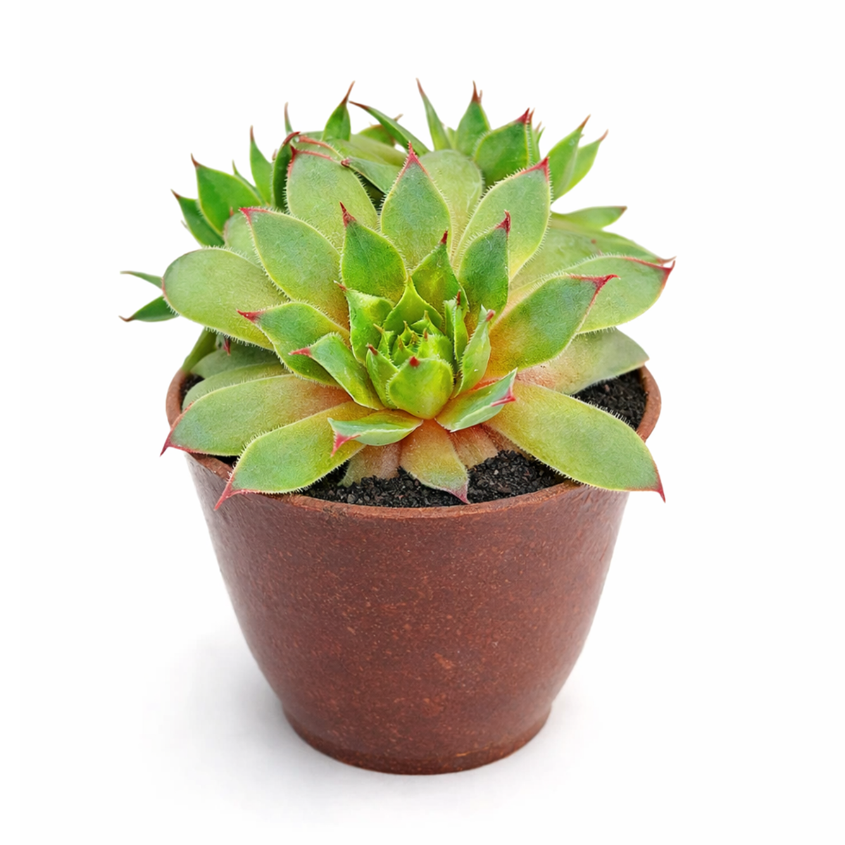 2 inch sempervivum twilight blues live succulent for sale, pale blue-grey rosette foliage with soft dusky purple coloring, semi-evergreen hardy succulent maintains color year-round, compact cushion-forming growth perfect for small spaces, requires minimal feeding and water once established, versatile indoor and outdoor decor accent, thoughtful plant gift for collectors