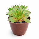 2 inch sempervivum twilight blues live succulent for sale, distinctive twilight-blue foliage with powdery silver coating and purple undertones, monocarpic rosette that blooms and produces numerous offsets, ultra-low maintenance perennial succulent requiring infrequent watering, stunning container plant for rock gardens and alpine displays, perfect heirloom succulent gift for plant propagators
