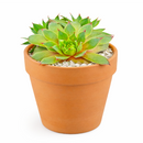 2 inch sempervivum twilight blues live succulent for sale, distinctive twilight-blue foliage with powdery silver coating and purple undertones, monocarpic rosette that blooms and produces numerous offsets, ultra-low maintenance perennial succulent requiring infrequent watering, stunning container plant for rock gardens and alpine displays, perfect heirloom succulent gift for plant propagators