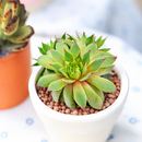 2 inch sempervivum twilight blues live succulent for sale, distinctive twilight-blue foliage with powdery silver coating and purple undertones, monocarpic rosette that blooms and produces numerous offsets, ultra-low maintenance perennial succulent requiring infrequent watering, stunning container plant for rock gardens and alpine displays, perfect heirloom succulent gift for plant propagators