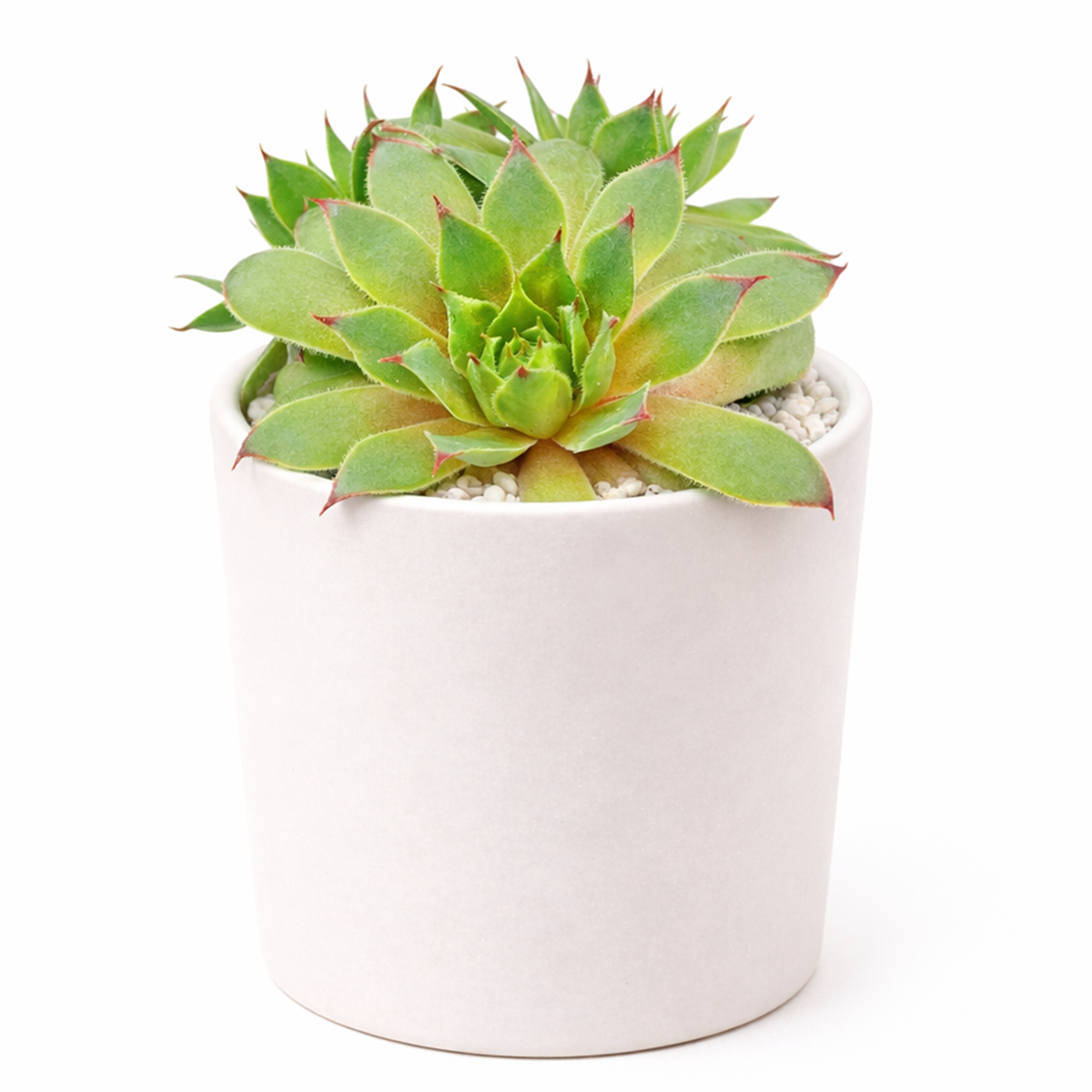 buy sempervivum twilight blues live succulent 2 inch online, cool-toned blue-purple fleshy leaves with velvety grey patina, slow-growing alpine succulent with architectural rosette structure, produces delicate star-shaped pink flowers in summer months, exceptional cold tolerance down to zone 3, elegant succulent garden focal point, meaningful gift for sustainable gardening enthusiasts