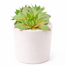 2 inch sempervivum twilight blues live succulent for sale, distinctive twilight-blue foliage with powdery silver coating and purple undertones, monocarpic rosette that blooms and produces numerous offsets, ultra-low maintenance perennial succulent requiring infrequent watering, stunning container plant for rock gardens and alpine displays, perfect heirloom succulent gift for plant propagators