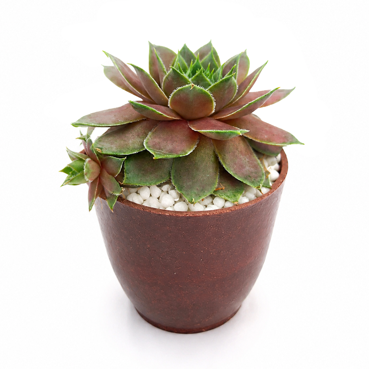buy sempervivum virgil ford live air plant 2 inch online, delicate rose-pink rosette with deep burgundy leaf tips creating stunning color contrast, tight symmetrical growth habit, tolerates low humidity and dry air from heating systems, scorches in intense south window sun and needs rain cover protection, gorgeous living accent for contemporary indoor plant display, one-of-a-kind succulent gift for plant collectors