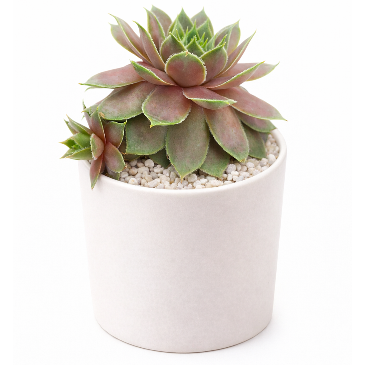 2 inch sempervivum virgil ford live air plant for sale, soft mauve-pink fleshy rosette with dark purple-black leaf margins, compact geometric growth under 4 inches diameter, prefers protection from rain and moisture sitting on foliage, thrives in dry heated indoor environments when away from direct vents, ideal modern pot accent for minimalist spaces, unique gift plant for succulent connoisseurs