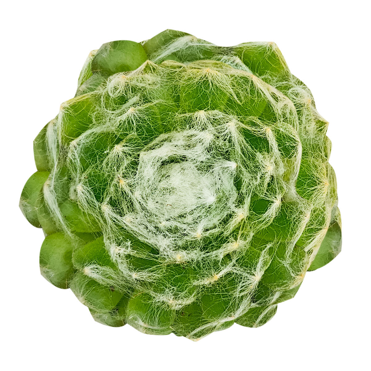 Sempervivum arachnoideum 'Cebenese' for Sale, Sempervivum arachnoideum 'Cebenese' Gift Decor Ideas