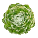 Sempervivum arachnoideum 'Cebenese' for sale, how to grow succulents, succulent plant, succulent care tips, succulent subscription, succulents garden, Succulents, Succulents shop near me, Rare succulents, Sempervivum arachnoideum 'Cebenese' in California