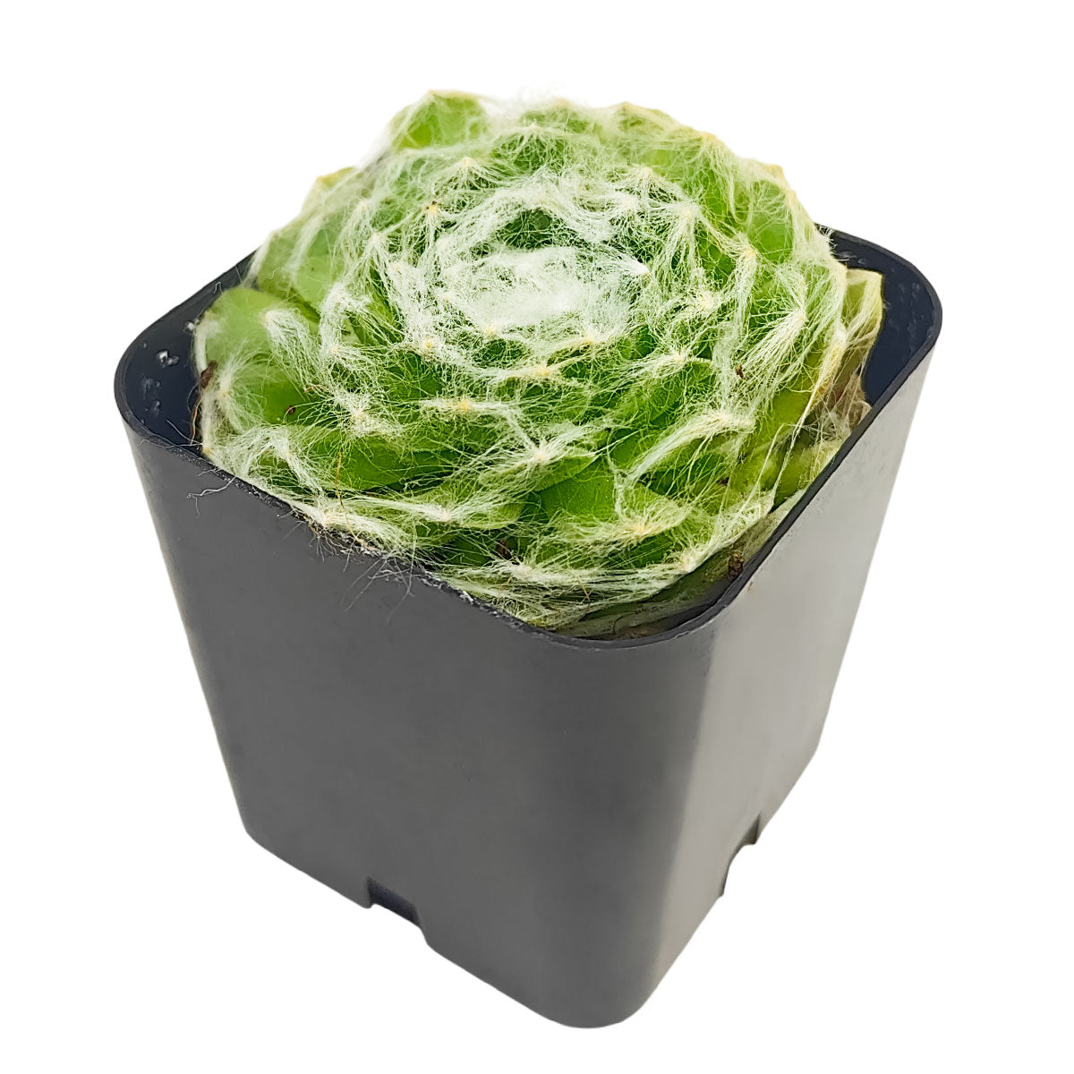 Sempervivum arachnoideum 'Cebenese' for sale, how to grow succulents, succulent plant, succulent care tips, succulent subscription, succulents garden, Succulents, Succulents shop near me, Rare succulents, Sempervivum arachnoideum 'Cebenese' in California