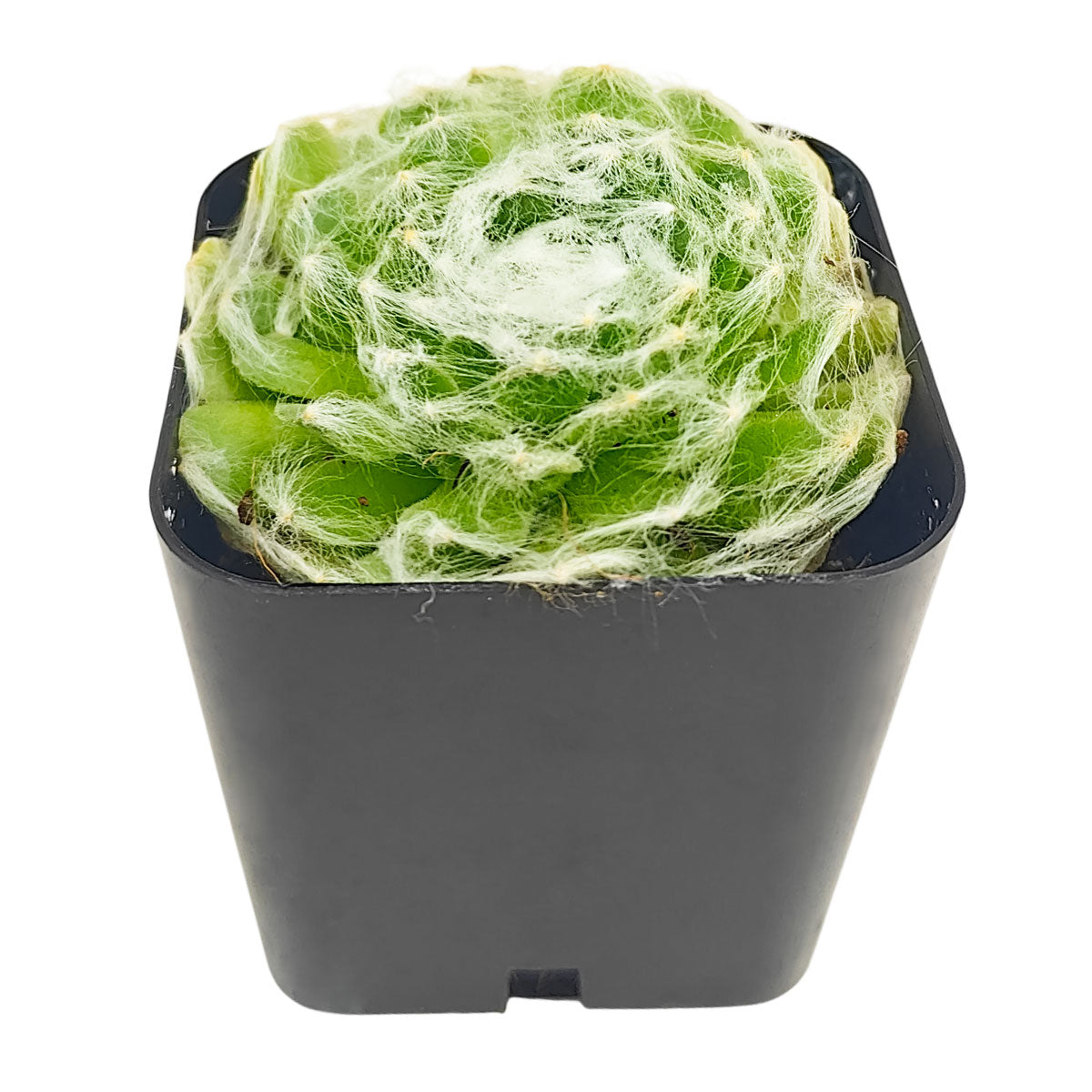 How to grow Sempervivum arachnoideum 'Cebenese', rare succulents, rare succulents for sale, unique succulents, buy succulents online, rare succulent, succulent shop, unusual succulents, succulent store, succulents online
