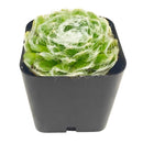 Sempervivum arachnoideum 'Cebenese' for sale, how to grow succulents, succulent plant, succulent care tips, succulent subscription, succulents garden, Succulents, Succulents shop near me, Rare succulents, Sempervivum arachnoideum 'Cebenese' in California