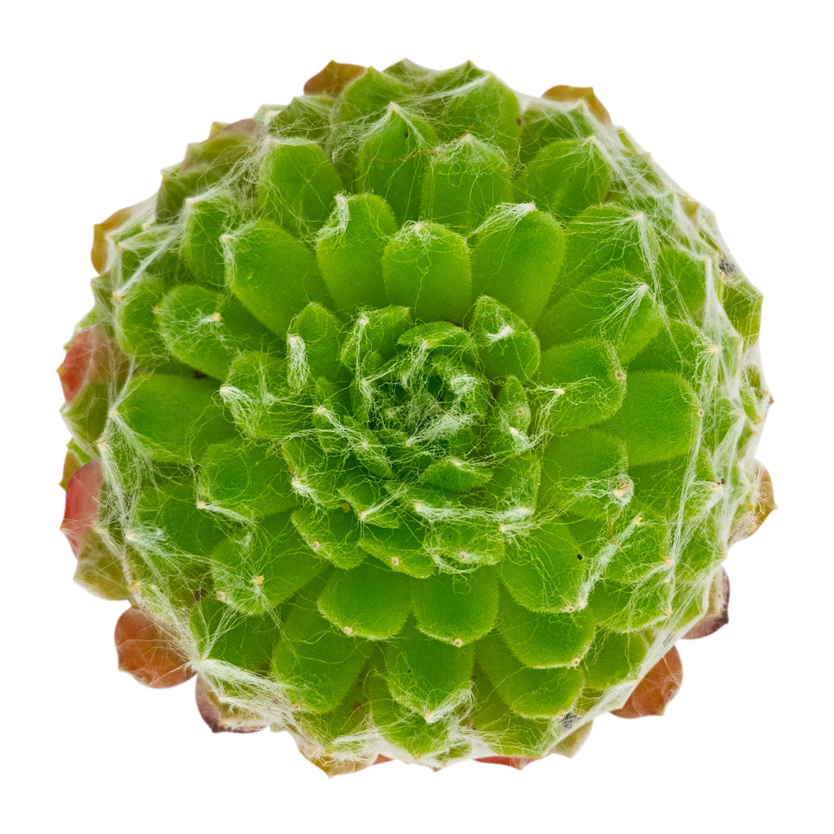 Sempervivum arachnoideum Robin in California, How to grow Sempervivum arachnoideum Robin, rare succulents, rare succulents for sale, unique succulents