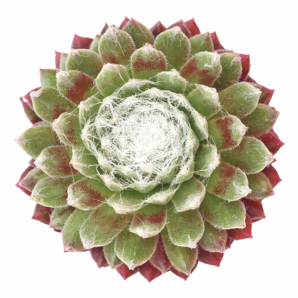 Sempervivum arachnoideum Robin for Sale, Sempervivum arachnoideum Robin Plant Gift Decor Ideas