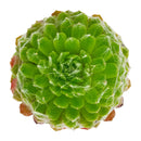 Sempervivum arachnoideum Robin succulent for sale online, chubby succulent, succulent gift ideas