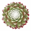 Sempervivum arachnoideum Robin succulent for sale online, chubby succulent, succulent gift ideas