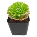 Sempervivum arachnoideum Robin succulent for sale online, chubby succulent, succulent gift ideas