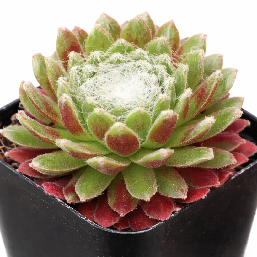 Sempervivum arachnoideum Robin for sale, how to grow succulents, succulent plant, succulent care tips, succulent subscription, succulents garden, Succulents, Succulents shop near me, Rare succulents