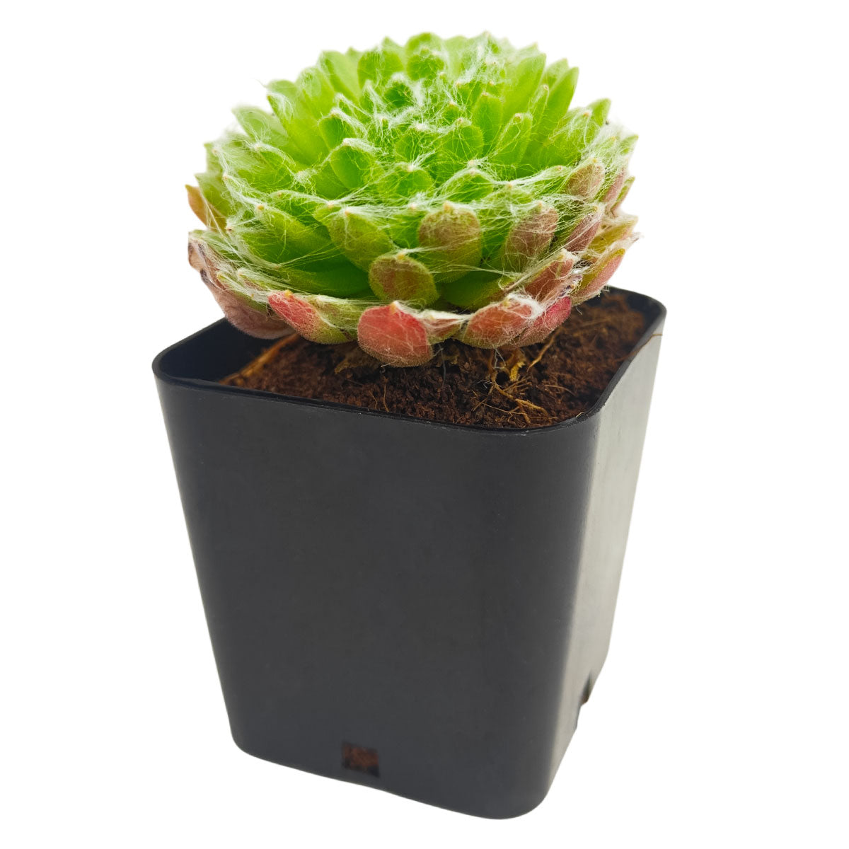 Sempervivum arachnoideum Robin succulent for sale online, chubby succulent, succulent gift ideas