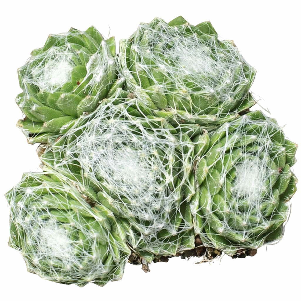 2 inch Sempervivum arachnoideum f/ Val Miniera, green succulents, indoor succulents, succulent care guide, buy succulents online