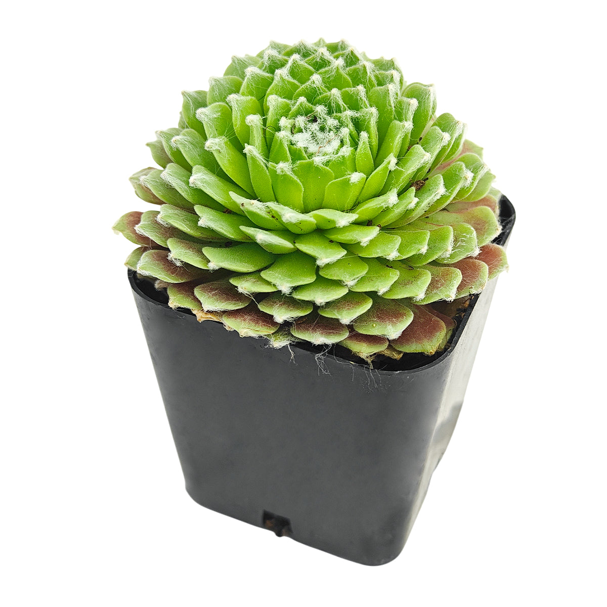 Sempervivum arachnoideum f Val Miniera succulent for sale online, green succulent, succulent gift ideas