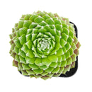 Sempervivum arachnoideum f/ Val Miniera