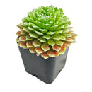 Sempervivum arachnoideum f/ Val Miniera