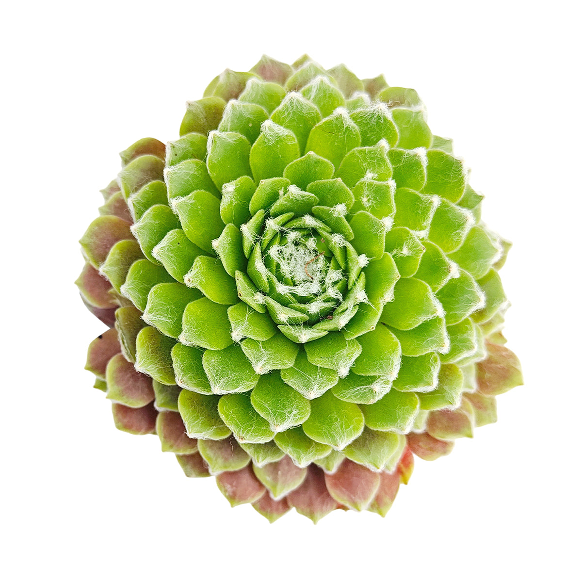succulents online store Sempervivum arachnoideum f. Val Miniera