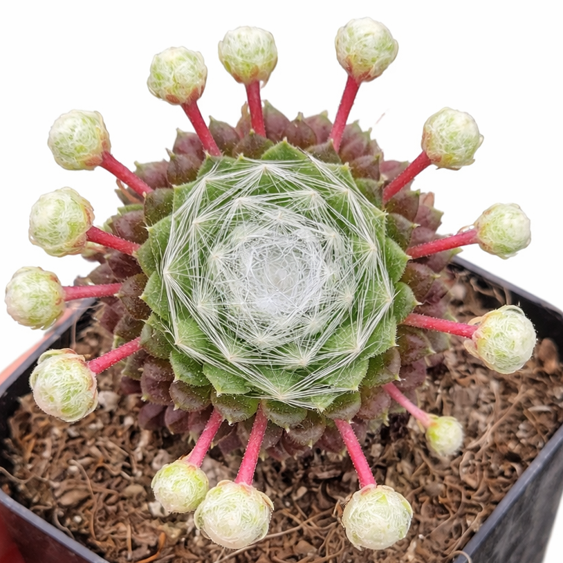 2 inch Sempervivum arachnoideum ssp. tomentosum, green succulents, indoor succulents, succulent care guide, buy succulents online