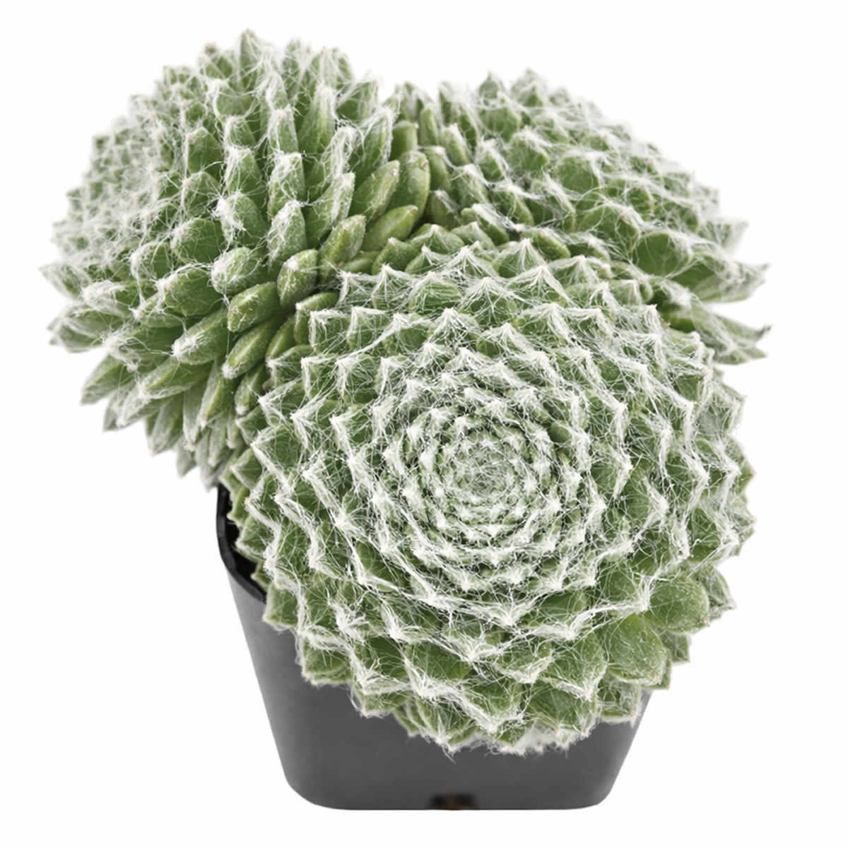 buy sempervivum daluis hens and chicks 2 inch plant online, hardy sempervivum tomentosum daluis cold tolerant plant, sempervivum daluis distinct texture rosette plant