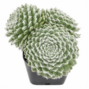 sempervivum tomentosum daluis 2 inch live succulent plant for sale, sempervivum tomentosum daluis fuzzy rosette succulent, hardy succulent for cold climate outdoor gardens