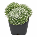 sempervivum tomentosum daluis 2 inch live succulent plant for sale, sempervivum tomentosum daluis fuzzy rosette succulent, hardy succulent for cold climate outdoor gardens